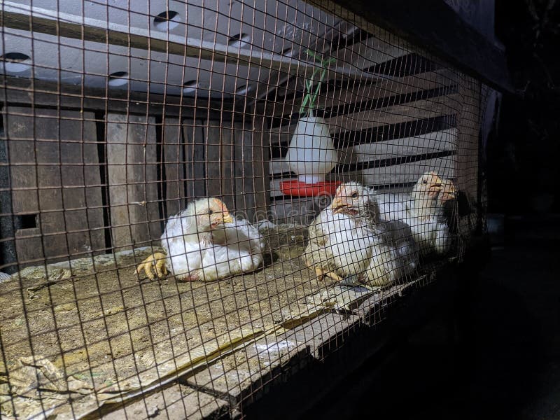Keeping Broiler Chickens in a Cage Stock Photo Image of nature, cage