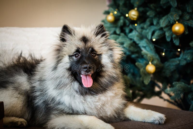 Keeshond dog sitting near the Christmas tree