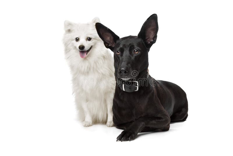 Keeshond (holländischer Lastkahn-Hund) und ein schwarzer Schäferhund stockfoto Keeshond (holländischer Lastkahn-Hund) und ein schwarzer Schäferhund stockfoto