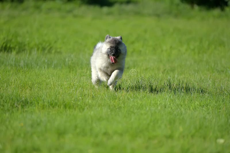 Keeshond wolfspitz obraz royalty free