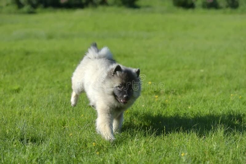Keeshond wolfspitz zdjęcia royalty free