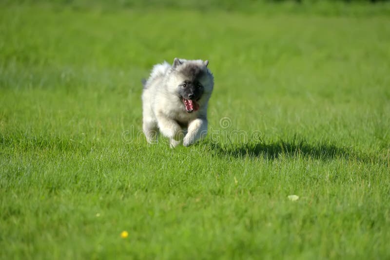 Keeshond wolfspitz zdjęcia stock