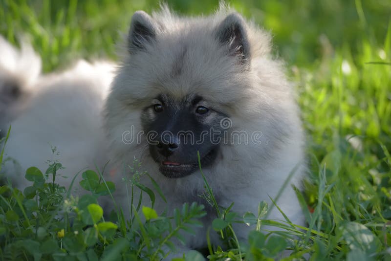 Keeshond wolfspitz szczeniak szczęśliwy latem zdjęcia stock