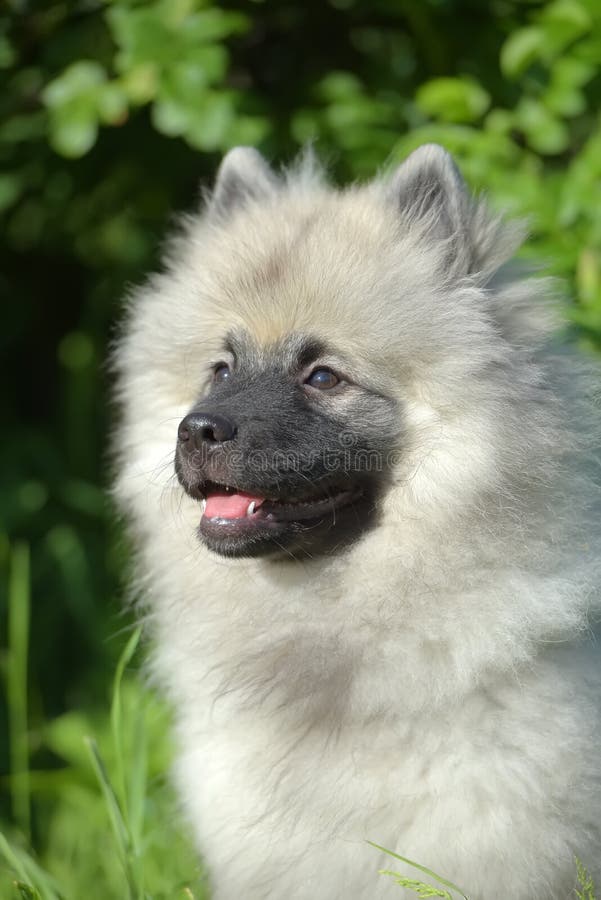 Keeshond wolfspitz szczeniak szczęśliwy latem fotografia stock