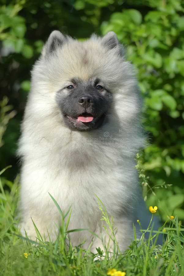Keeshond wolfspitz szczeniak szczęśliwy latem obraz stock