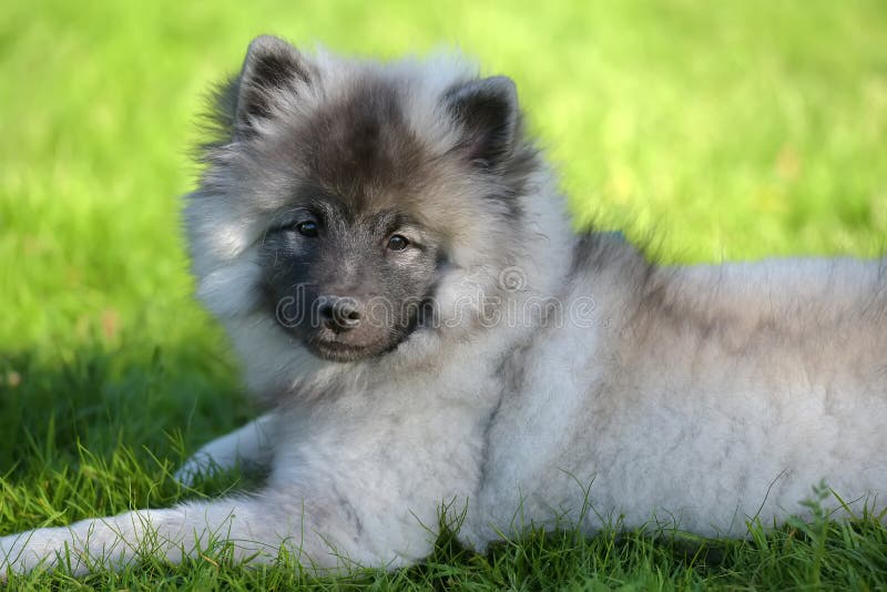 Keeshond wolfspitz szczeniak szczęśliwy latem obrazy stock