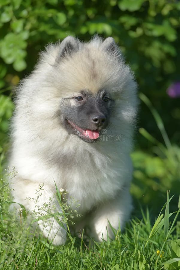 Keeshond wolfspitz szczeniak szczęśliwy latem obraz royalty free