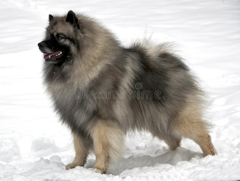keeshond στάση χιονιού στοκ φωτογραφίες keeshond στάση χιονιού στοκ φωτογραφίες