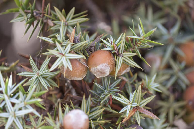 Kegel van juniperus oxycedrusmacrocarpa stock foto Kegel van juniperus oxycedrusmacrocarpa stock foto