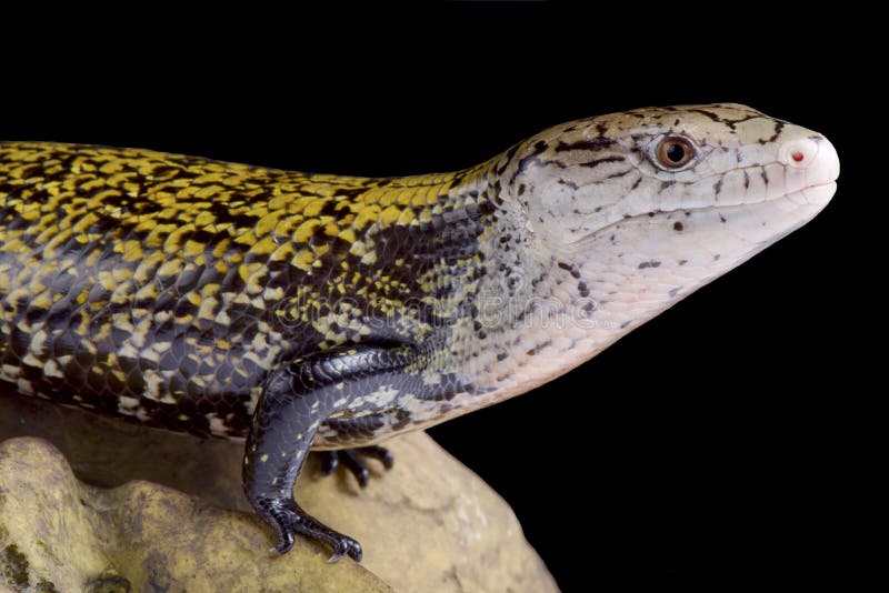 Kei island blue tongue skink Tiliqua gigas keyensis