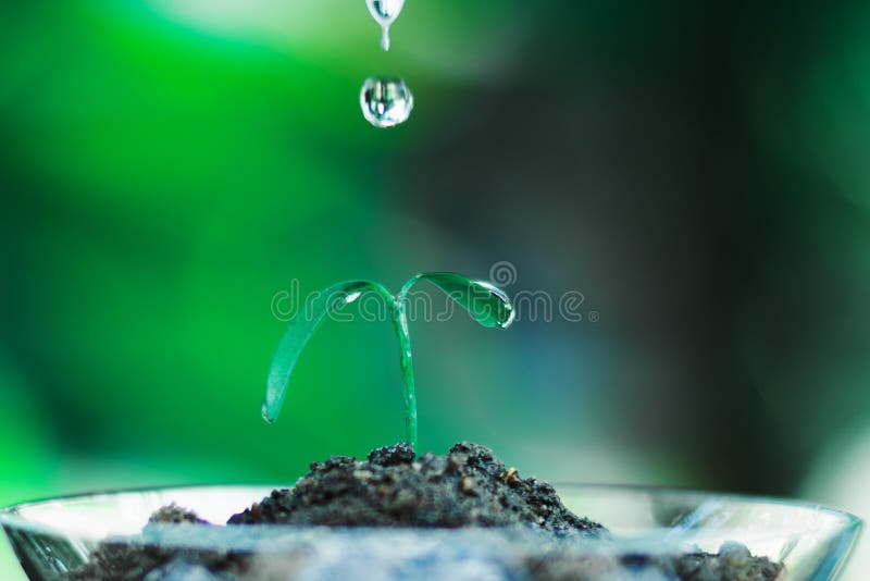 keimen Sie das Wachsen im Glas mit Wassertropfen lizenzfreies stockfoto keimen Sie das Wachsen im Glas mit Wassertropfen lizenzfreies stockfoto