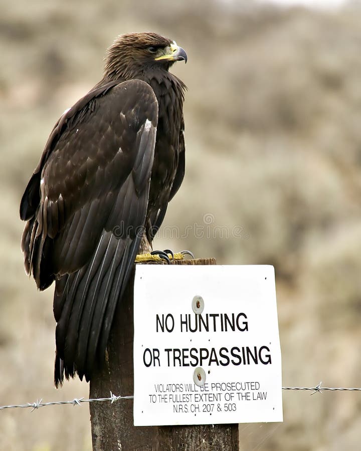 A large Golden Eagle sits atop a No Hunting & No Trespassing sign obviously with the intent to do a little hunting. Smoke Creek Desert, Nevada, USA. A large Golden Eagle sits atop a No Hunting & No Trespassing sign obviously with the intent to do a little hunting. Smoke Creek Desert, Nevada, USA