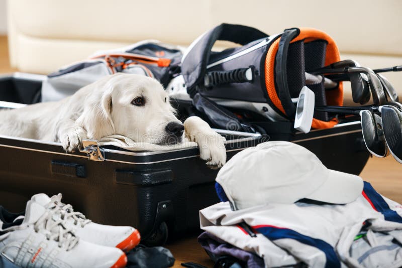 Keine Hunde am Golf stockfotos Keine Hunde am Golf stockfotos