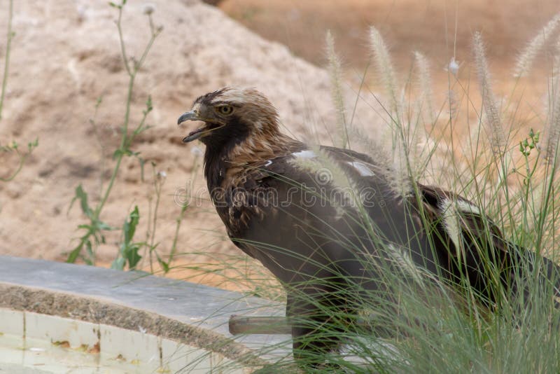 Keizereagle aquila-heliaca die bevinden zich pronkend ter plaatse met zijn scherpe bek en gele ogen in Al Ain Zoo, de V.A.E stock fotografie Keizereagle aquila-heliaca die bevinden zich pronkend ter plaatse met zijn scherpe bek en gele ogen in Al Ain Zoo, de V.A.E stock fotografie