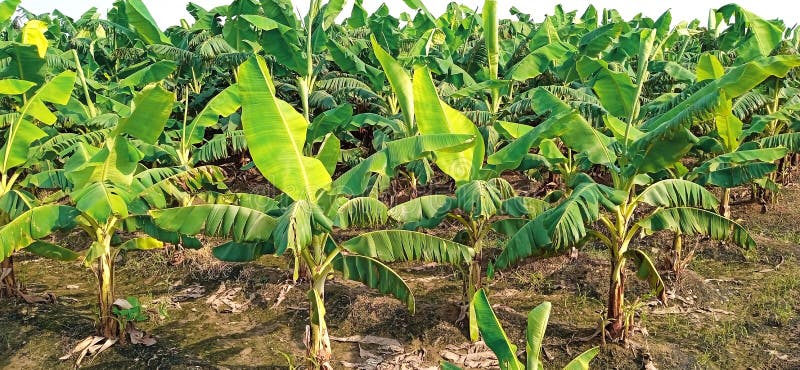 Banana plants may grow with varying degrees of success in diverse climatic conditions, but commercial banana plantations are primarily found in equatorial regions, in banana exporting countries. The four leading banana export countries worldwide are Ecuador, Costa Rica, Philippines, and Colombia. Now, the Indians are growing broad planting economically near the bank of Ganga river.
Banana plantations, as well as growing the fruit, may also package, process, and ship their product directly from the plantation to worldwide markets.
Production-related activities on a plantation may include cultivating and harvesting the fruit, transporting the picked bunches to a packing shed, hanging to ripen in large bunches, dividing large bunches into smaller market-friendly bunches, sorting, labeling, washing, drying, packing, boxing, storing, refrigeration, shipping, and marketing. Depending on the scope of the operation, other activities may include drying, food preparation, tourism, and market research. Banana plants may grow with varying degrees of success in diverse climatic conditions, but commercial banana plantations are primarily found in equatorial regions, in banana exporting countries. The four leading banana export countries worldwide are Ecuador, Costa Rica, Philippines, and Colombia. Now, the Indians are growing broad planting economically near the bank of Ganga river.
Banana plantations, as well as growing the fruit, may also package, process, and ship their product directly from the plantation to worldwide markets.
Production-related activities on a plantation may include cultivating and harvesting the fruit, transporting the picked bunches to a packing shed, hanging to ripen in large bunches, dividing large bunches into smaller market-friendly bunches, sorting, labeling, washing, drying, packing, boxing, storing, refrigeration, shipping, and marketing. Depending on the scope of the operation, other activities may include drying, food preparation, tourism, and market research.