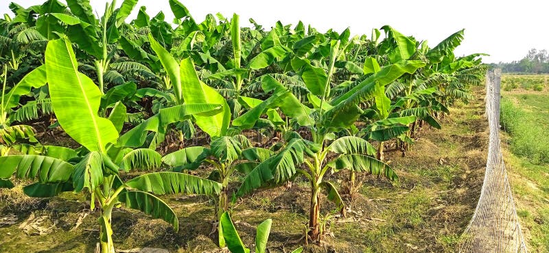 Banana plants may grow with varying degrees of success in diverse climatic conditions, but commercial banana plantations are primarily found in equatorial regions, in banana exporting countries. The four leading banana export countries worldwide are Ecuador, Costa Rica, Philippines, and Colombia. Now, the Indians are growing broad planting economically near the bank of Ganga river.
Banana plantations, as well as growing the fruit, may also package, process, and ship their product directly from the plantation to worldwide markets.
Production-related activities on a plantation may include cultivating and harvesting the fruit, transporting the picked bunches to a packing shed, hanging to ripen in large bunches, dividing large bunches into smaller market-friendly bunches, sorting, labeling, washing, drying, packing, boxing, storing, refrigeration, shipping, and marketing. Depending on the scope of the operation, other activities may include drying, food preparation, tourism, and market research. Banana plants may grow with varying degrees of success in diverse climatic conditions, but commercial banana plantations are primarily found in equatorial regions, in banana exporting countries. The four leading banana export countries worldwide are Ecuador, Costa Rica, Philippines, and Colombia. Now, the Indians are growing broad planting economically near the bank of Ganga river.
Banana plantations, as well as growing the fruit, may also package, process, and ship their product directly from the plantation to worldwide markets.
Production-related activities on a plantation may include cultivating and harvesting the fruit, transporting the picked bunches to a packing shed, hanging to ripen in large bunches, dividing large bunches into smaller market-friendly bunches, sorting, labeling, washing, drying, packing, boxing, storing, refrigeration, shipping, and marketing. Depending on the scope of the operation, other activities may include drying, food preparation, tourism, and market research.