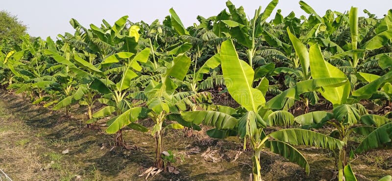 Banana plants may grow with varying degrees of success in diverse climatic conditions, but commercial banana plantations are primarily found in equatorial regions, in banana exporting countries. The four leading banana export countries worldwide are Ecuador, Costa Rica, Philippines, and Colombia. Now, the Indians are growing broad planting economically near the bank of Ganga river.
Banana plantations, as well as growing the fruit, may also package, process, and ship their product directly from the plantation to worldwide markets.
Production-related activities on a plantation may include cultivating and harvesting the fruit, transporting the picked bunches to a packing shed, hanging to ripen in large bunches, dividing large bunches into smaller market-friendly bunches, sorting, labeling, washing, drying, packing, boxing, storing, refrigeration, shipping, and marketing. Depending on the scope of the operation, other activities may include drying, food preparation, tourism, and market research. Banana plants may grow with varying degrees of success in diverse climatic conditions, but commercial banana plantations are primarily found in equatorial regions, in banana exporting countries. The four leading banana export countries worldwide are Ecuador, Costa Rica, Philippines, and Colombia. Now, the Indians are growing broad planting economically near the bank of Ganga river.
Banana plantations, as well as growing the fruit, may also package, process, and ship their product directly from the plantation to worldwide markets.
Production-related activities on a plantation may include cultivating and harvesting the fruit, transporting the picked bunches to a packing shed, hanging to ripen in large bunches, dividing large bunches into smaller market-friendly bunches, sorting, labeling, washing, drying, packing, boxing, storing, refrigeration, shipping, and marketing. Depending on the scope of the operation, other activities may include drying, food preparation, tourism, and market research.