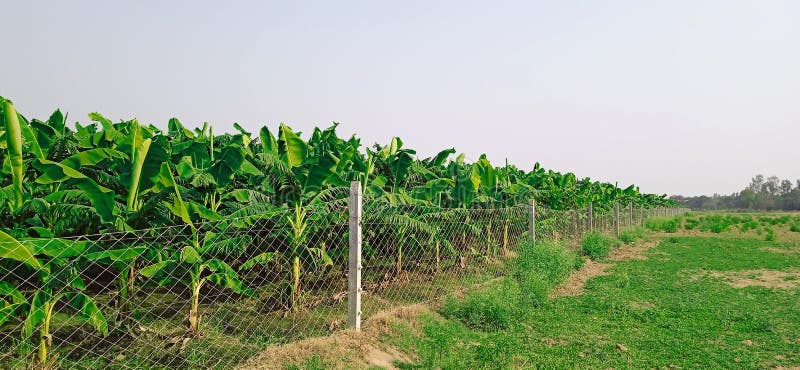 Banana plants may grow with varying degrees of success in diverse climatic conditions, but commercial banana plantations are primarily found in equatorial regions, in banana exporting countries. The four leading banana export countries worldwide are Ecuador, Costa Rica, Philippines, and Colombia. Now, the Indians are growing broad planting economically near the bank of Ganga river.
Banana plantations, as well as growing the fruit, may also package, process, and ship their product directly from the plantation to worldwide markets.
Production-related activities on a plantation may include cultivating and harvesting the fruit, transporting the picked bunches to a packing shed, hanging to ripen in large bunches, dividing large bunches into smaller market-friendly bunches, sorting, labeling, washing, drying, packing, boxing, storing, refrigeration, shipping, and marketing. Depending on the scope of the operation, other activities may include drying, food preparation, tourism, and market research. Banana plants may grow with varying degrees of success in diverse climatic conditions, but commercial banana plantations are primarily found in equatorial regions, in banana exporting countries. The four leading banana export countries worldwide are Ecuador, Costa Rica, Philippines, and Colombia. Now, the Indians are growing broad planting economically near the bank of Ganga river.
Banana plantations, as well as growing the fruit, may also package, process, and ship their product directly from the plantation to worldwide markets.
Production-related activities on a plantation may include cultivating and harvesting the fruit, transporting the picked bunches to a packing shed, hanging to ripen in large bunches, dividing large bunches into smaller market-friendly bunches, sorting, labeling, washing, drying, packing, boxing, storing, refrigeration, shipping, and marketing. Depending on the scope of the operation, other activities may include drying, food preparation, tourism, and market research.