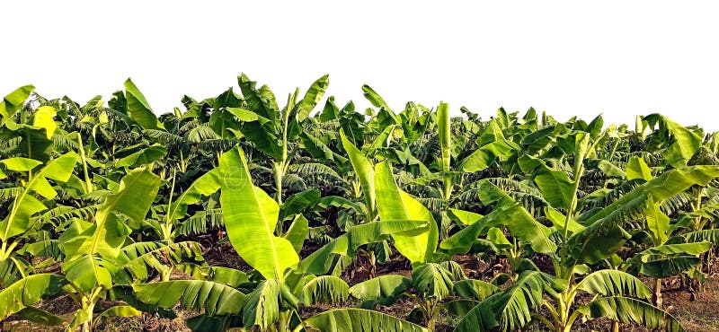 Banana plants may grow with varying degrees of success in diverse climatic conditions, but commercial banana plantations are primarily found in equatorial regions, in banana exporting countries. The four leading banana export countries worldwide are Ecuador, Costa Rica, Philippines, and Colombia. Now, the Indians are growing broad planting economically near the bank of Ganga river.
Banana plantations, as well as growing the fruit, may also package, process, and ship their product directly from the plantation to worldwide markets.
Production-related activities on a plantation may include cultivating and harvesting the fruit, transporting the picked bunches to a packing shed, hanging to ripen in large bunches, dividing large bunches into smaller market-friendly bunches, sorting, labeling, washing, drying, packing, boxing, storing, refrigeration, shipping, and marketing. Depending on the scope of the operation, other activities may include drying, food preparation, tourism, and market research. Banana plants may grow with varying degrees of success in diverse climatic conditions, but commercial banana plantations are primarily found in equatorial regions, in banana exporting countries. The four leading banana export countries worldwide are Ecuador, Costa Rica, Philippines, and Colombia. Now, the Indians are growing broad planting economically near the bank of Ganga river.
Banana plantations, as well as growing the fruit, may also package, process, and ship their product directly from the plantation to worldwide markets.
Production-related activities on a plantation may include cultivating and harvesting the fruit, transporting the picked bunches to a packing shed, hanging to ripen in large bunches, dividing large bunches into smaller market-friendly bunches, sorting, labeling, washing, drying, packing, boxing, storing, refrigeration, shipping, and marketing. Depending on the scope of the operation, other activities may include drying, food preparation, tourism, and market research.