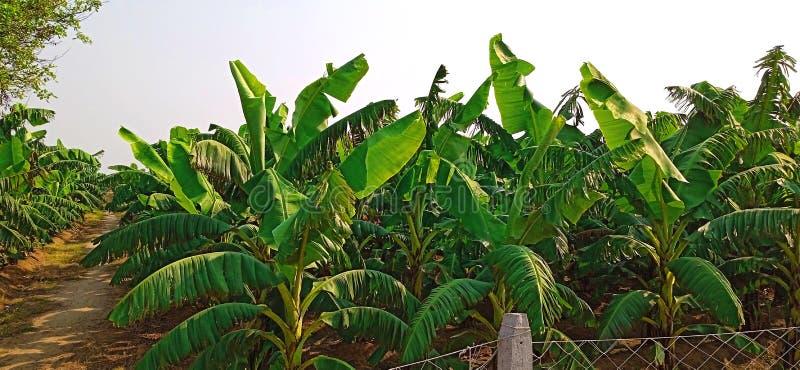 Banana plants may grow with varying degrees of success in diverse climatic conditions, but commercial banana plantations are primarily found in equatorial regions, in banana exporting countries. The four leading banana export countries worldwide are Ecuador, Costa Rica, Philippines, and Colombia. Now, the Indians are growing broad planting economically near the bank of Ganga river.
Banana plantations, as well as growing the fruit, may also package, process, and ship their product directly from the plantation to worldwide markets.
Production-related activities on a plantation may include cultivating and harvesting the fruit, transporting the picked bunches to a packing shed, hanging to ripen in large bunches, dividing large bunches into smaller market-friendly bunches, sorting, labeling, washing, drying, packing, boxing, storing, refrigeration, shipping, and marketing. Depending on the scope of the operation, other activities may include drying, food preparation, tourism, and market research. Banana plants may grow with varying degrees of success in diverse climatic conditions, but commercial banana plantations are primarily found in equatorial regions, in banana exporting countries. The four leading banana export countries worldwide are Ecuador, Costa Rica, Philippines, and Colombia. Now, the Indians are growing broad planting economically near the bank of Ganga river.
Banana plantations, as well as growing the fruit, may also package, process, and ship their product directly from the plantation to worldwide markets.
Production-related activities on a plantation may include cultivating and harvesting the fruit, transporting the picked bunches to a packing shed, hanging to ripen in large bunches, dividing large bunches into smaller market-friendly bunches, sorting, labeling, washing, drying, packing, boxing, storing, refrigeration, shipping, and marketing. Depending on the scope of the operation, other activities may include drying, food preparation, tourism, and market research.