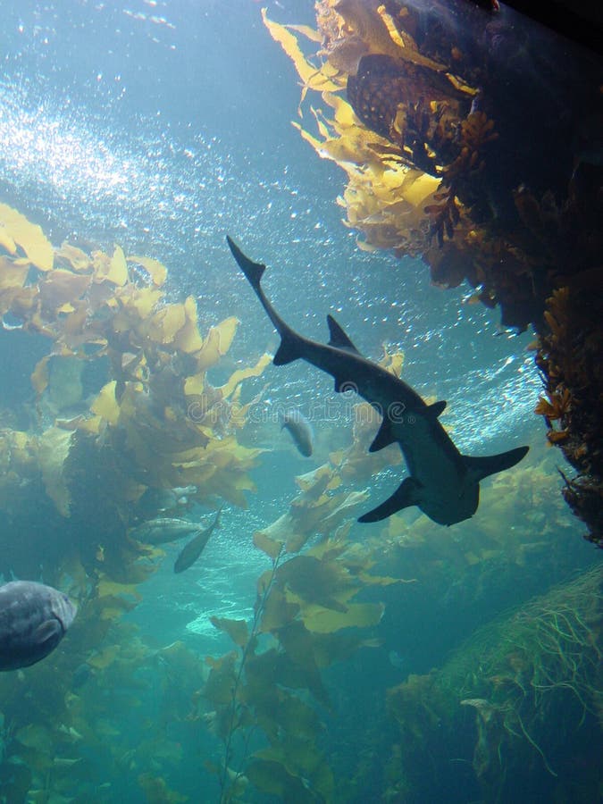 Shark in kelp bed aquarium stock photo. Image of kelp 1747386