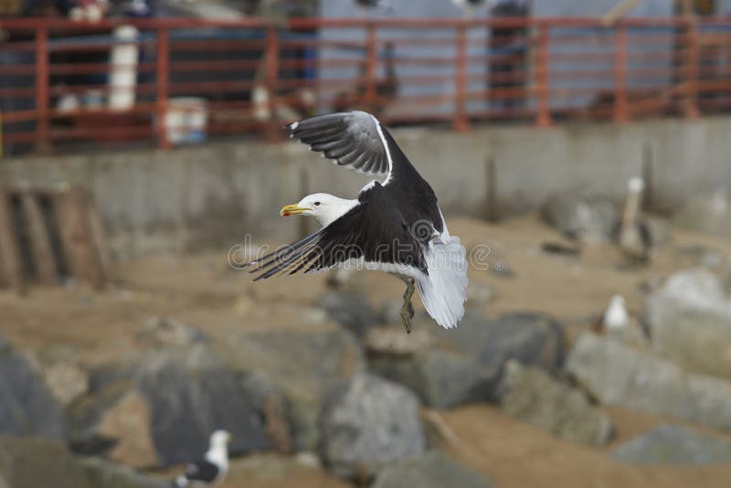 Kelp Gull at the Fish Market in Valparaiso, Chile