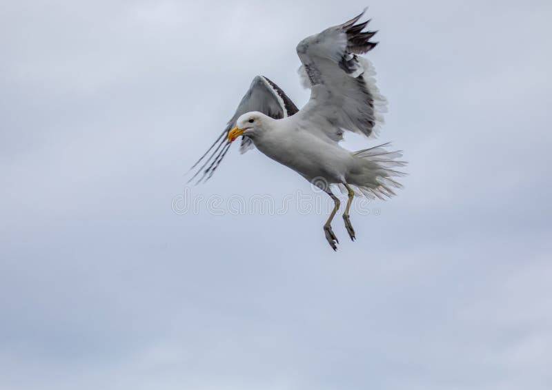 A Kelp Gull Flying Over the Atlantic Ocean Near Walfis Bay in Western Namibia Stock Image
