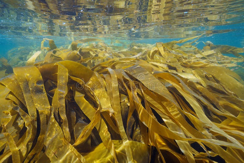 Kelp Laminaria Algae seaweeds underwater ocean Atlantic