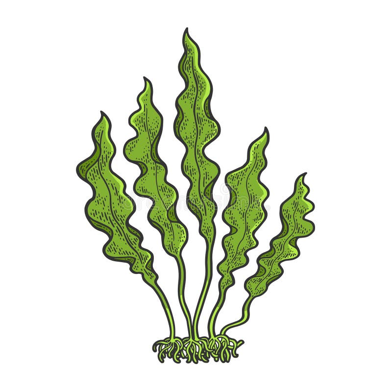 Kelp Laminaria seaweed food plant sketch vector