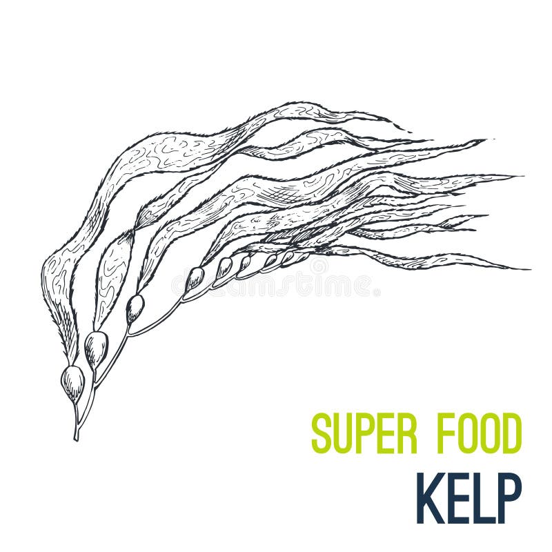 Kelp. Super food hand drawn sketch vector