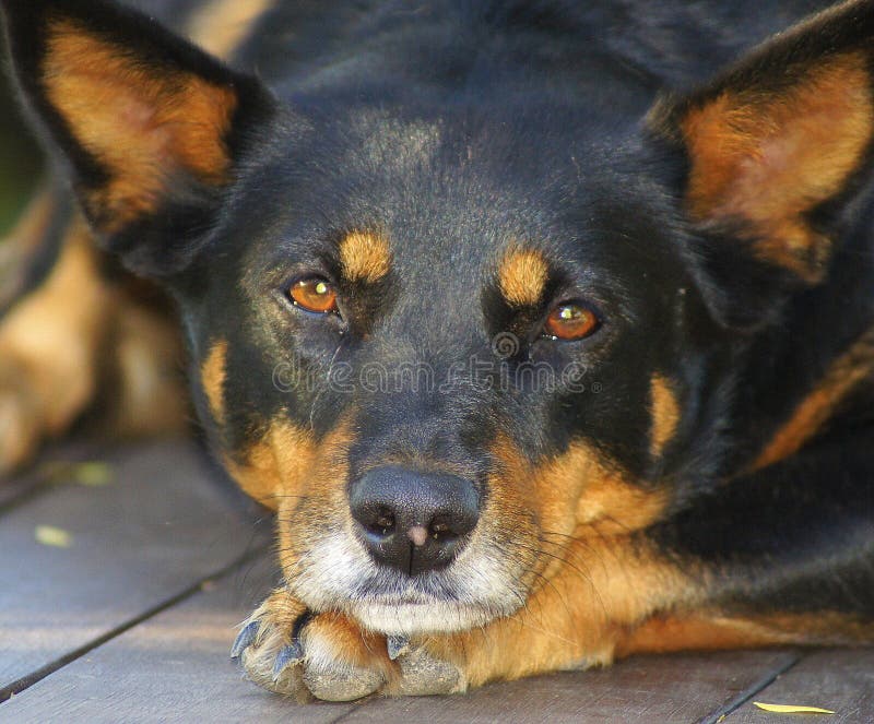 Kelpie