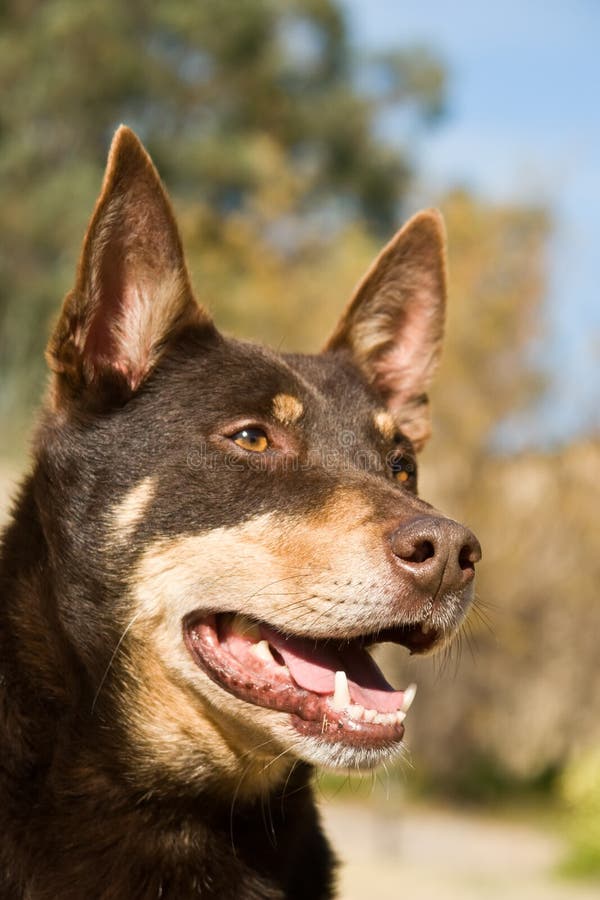 Australian Working Kelpie stock image. Image of sheepdog 9848675