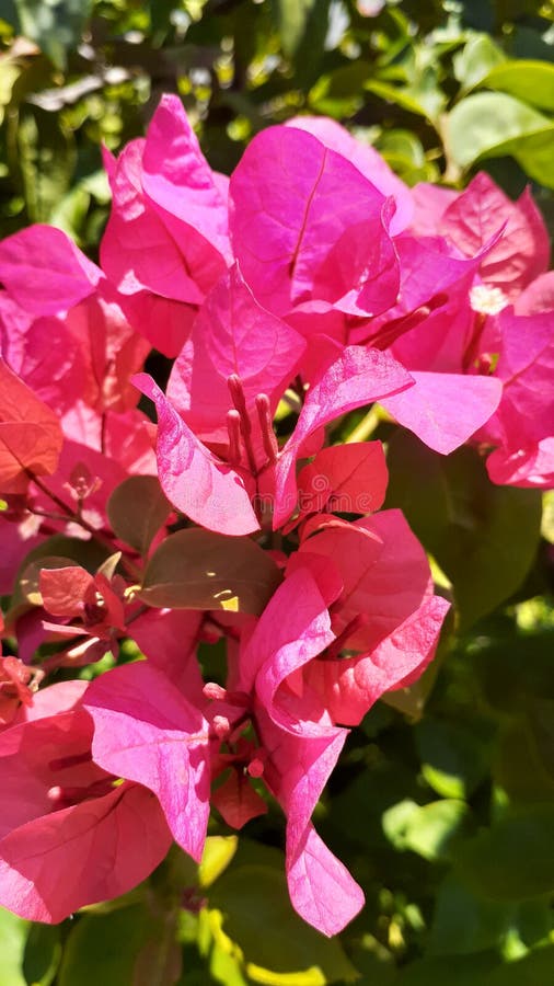 Kembang Kertas / the Zinnia Paper Flower & X28;Zinnia Elegans Jaqc