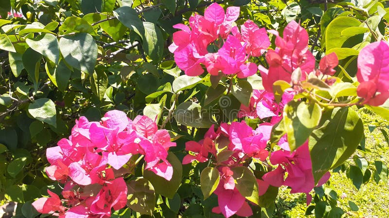 Kembang Kertas / The Zinnia Paper Flower & X28;Zinnia Elegans Jaqc