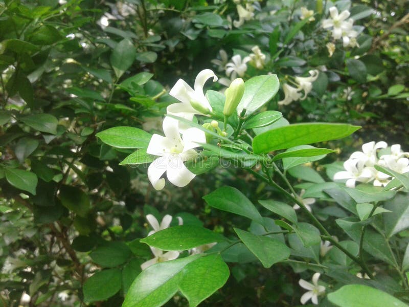 Kemuning white Flowers blooming in the garden covered with own leaves. Kemuning white Flowers blooming in the garden covered with own leaves