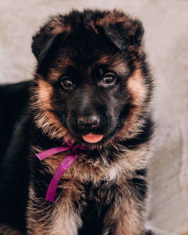 Kennel of High-breed German Shepherd Dogs. a Charming Little German  Shepherd Puppy of Black and Red Color with a Lilac Ribbon Sits Stock Image  - Image of purebred, pedigree: 199880419