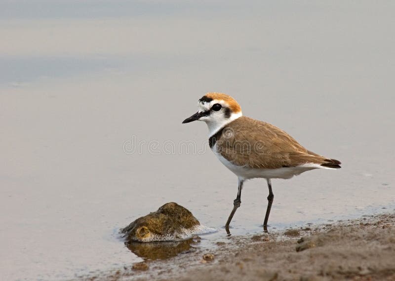 Kentish Plover, Strandplevier, Charadrius alexandrinus