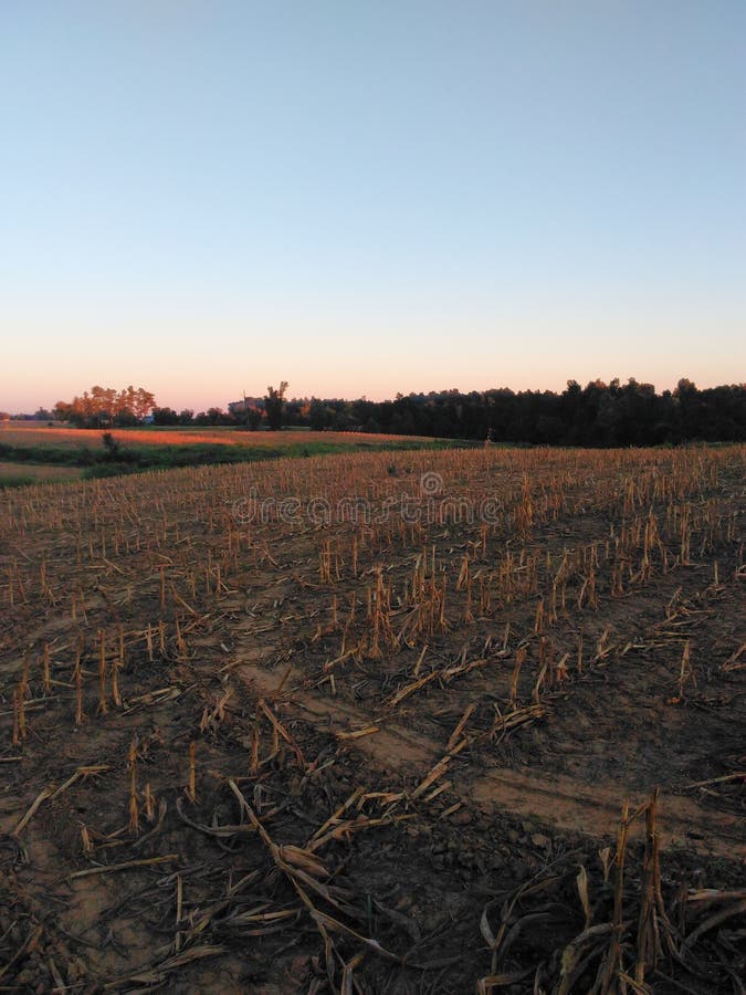Harvested Cornfield Stock Photos Download 839 Royalty Free Photos