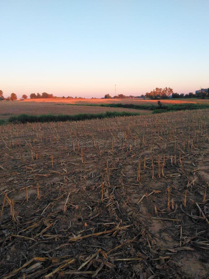 Field stock image. Image of kentucky, field, cornfield 118476543