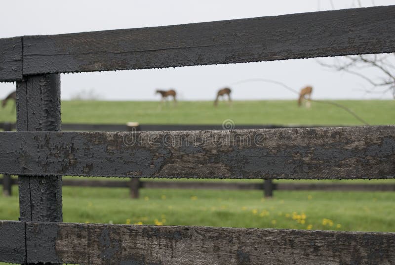 1 835 Kentucky Horse Farm Photos Free Royalty Free Stock Photos From Dreamstime