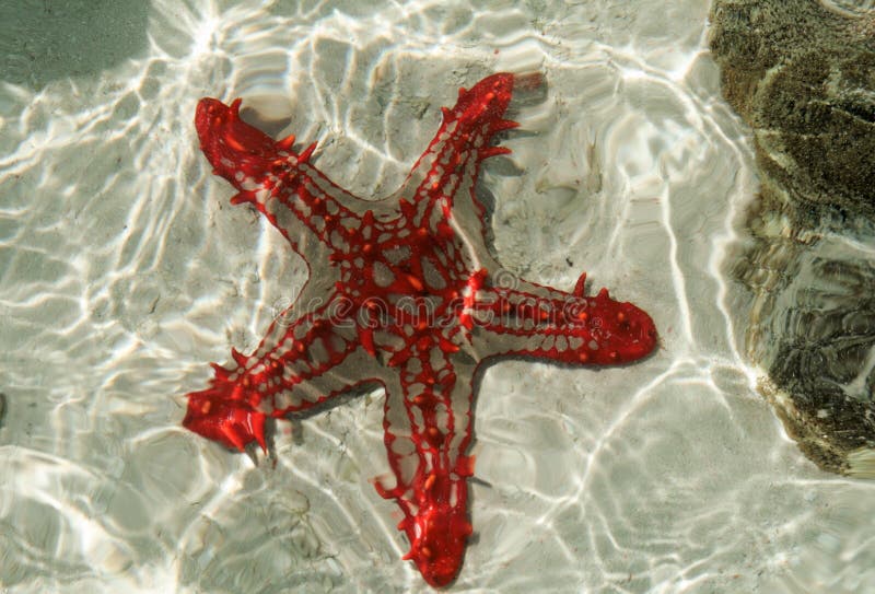 Kenya, Mombasa, starfish full of colour in ocean
