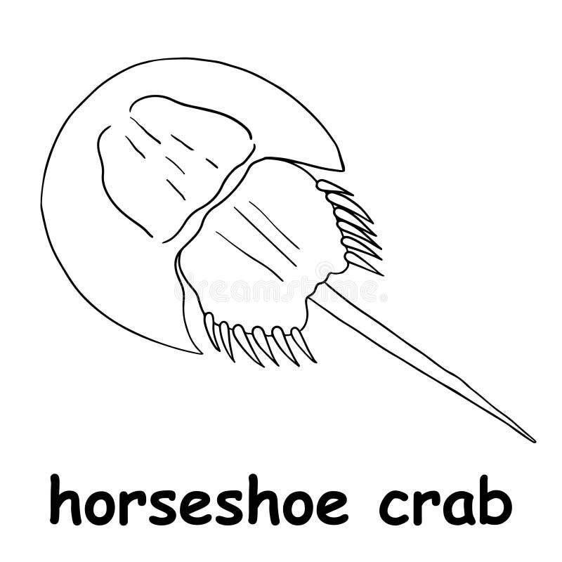 Kids Line Illustration Coloring Horseshoe Crab. Outline Vector for