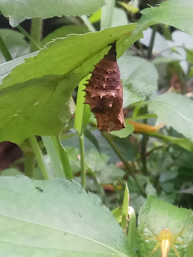 Kepompong Photos Free Royalty Free Stock Photos From Dreamstime