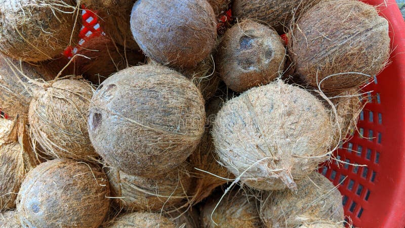 Kerala coconut placed in a red basket royalty free stock photos