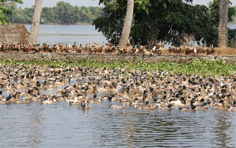 Kerala Goslings