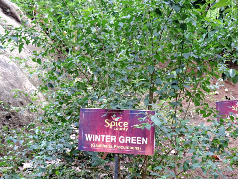 Spice Garden Kerala 