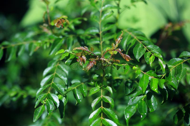 Kerala plant stock image. Image of kerala, sunlight 191409905