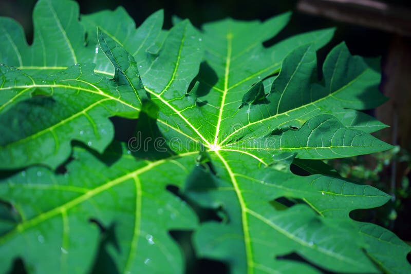 Kerala plant stock image. Image of kerala, sunlight 191409905