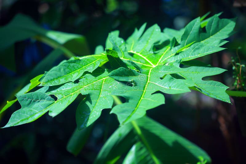 Kerala plant stock image. Image of grass, plant, nature 191512249