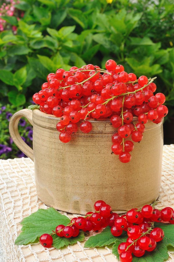 Keramisches Cup voll von den frischen rote Johannisbeerbeeren lizenzfreie stockfotografie Keramisches Cup voll von den frischen rote Johannisbeerbeeren lizenzfreie stockfotografie